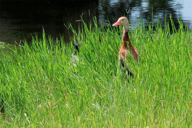 925 Teakmill TRL, San Marcos, TX 78666