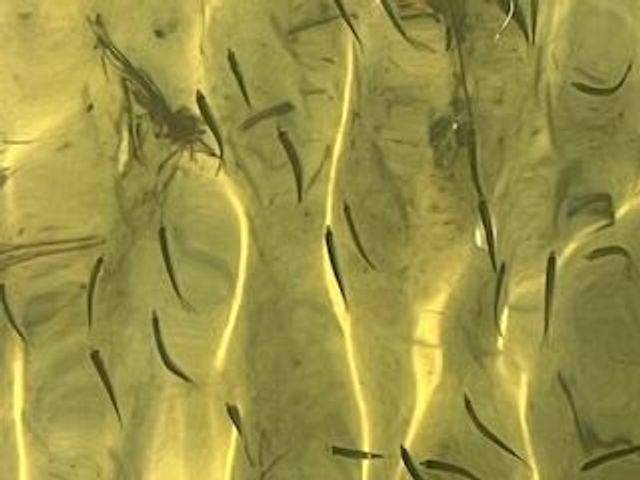 421 Waterway Lane, Fort Walton Beach, FL 32547