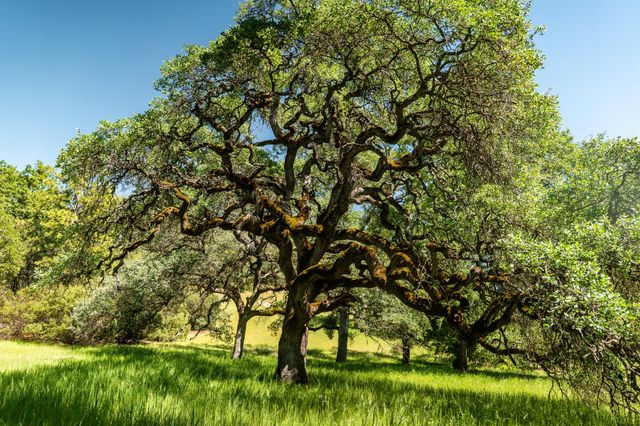 1992 Rabbit Ridge Rd, Somerset, CA 95684