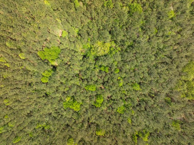 Parcel A MS-42, Petal, MS 39564