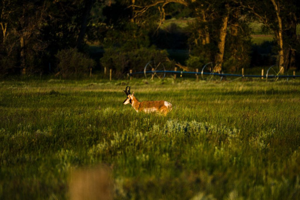 Rock Creek Road, Buffalo, WY 82834 photo 34