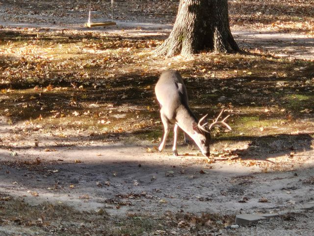 1101 King John Dr, Scroggins, TX 75480