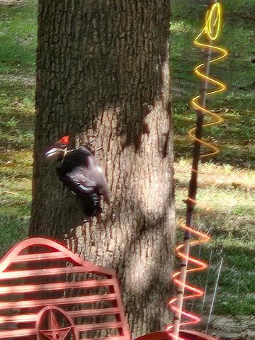 1101 King John Dr, Scroggins, TX 75480