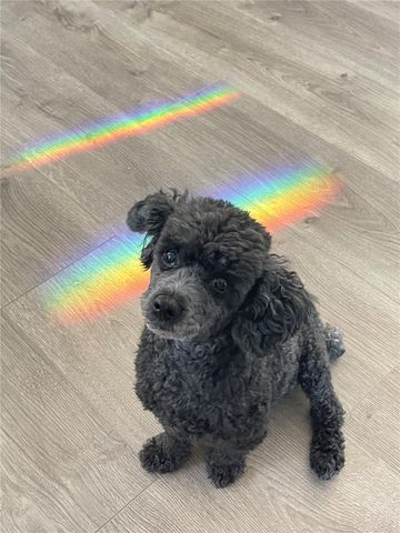 12122 GRAND OAK LANE, Oxford, FL 34484