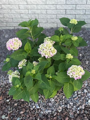 5100 Stellar Rd Road, Shelby Twp, MI 48316