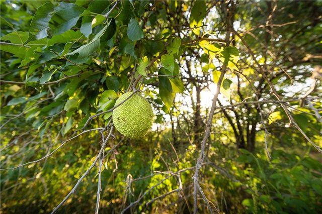 E 291st Street, Harrisonville, MO 64701