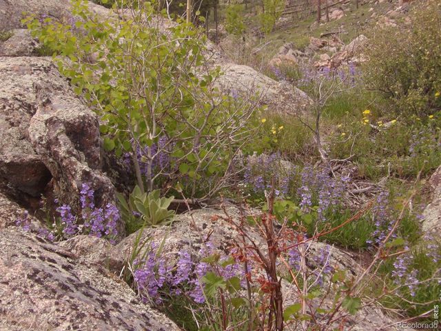 3434 Davis Ranch Road, Bellvue, CO 80512