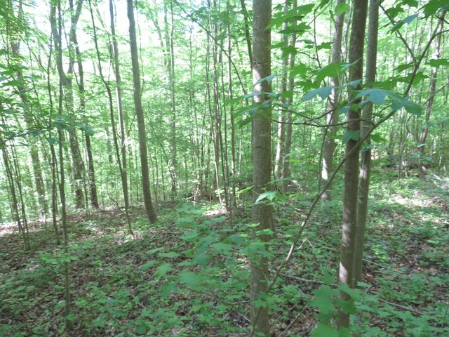 9999 Lots 225,227,228231 Stillwater, Russell Springs, KY 42642