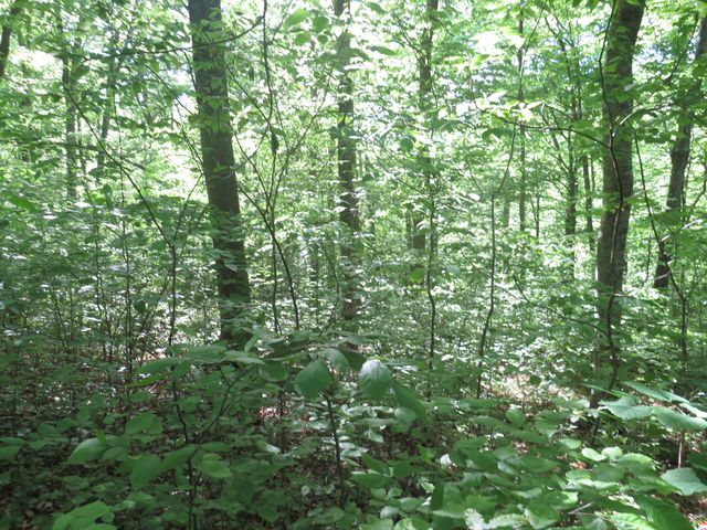 9999 Lots 225,227,228231 Stillwater, Russell Springs, KY 42642