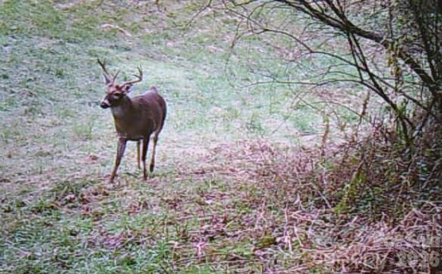 30 Morning Glory Lane, Weaverville, NC 28787