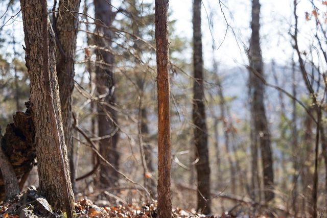 863 Collins Lane, Galena, MO 65656