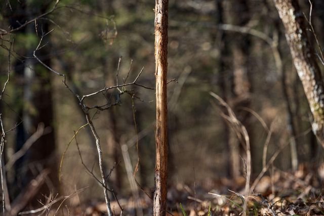 863 Collins Lane, Galena, MO 65656