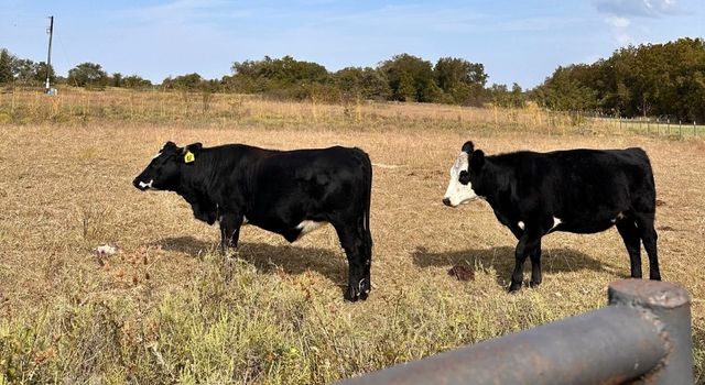 Track 1 County Road 1589, Chico, TX 76431