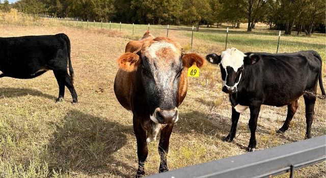 Track 1 County Road 1589, Chico, TX 76431