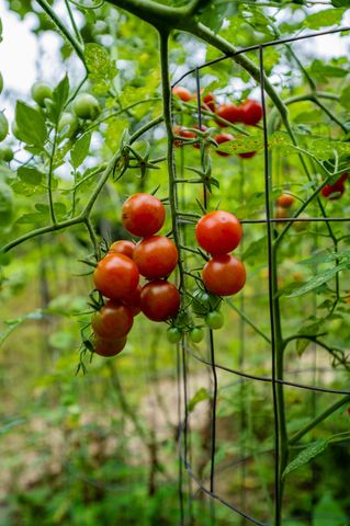 3659 Pea Ridge Rd, Liberty, TN 37095