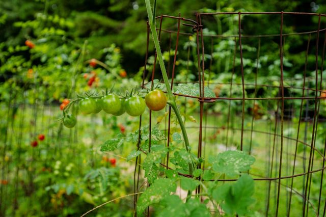 3659 Pea Ridge Rd, Liberty, TN 37095