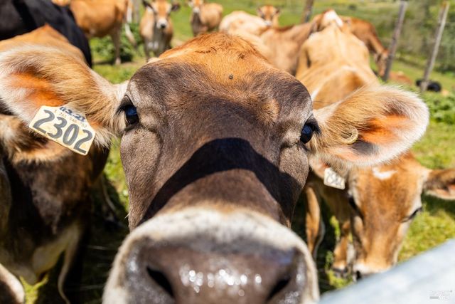 21601 S Highway 1 Hwy, Point Arena, CA 95468