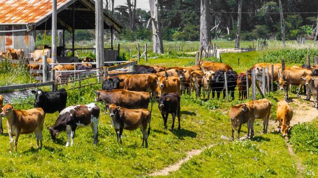 21601 S Highway 1 Hwy, Point Arena, CA 95468