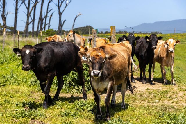 21601 S Highway 1 Hwy, Point Arena, CA 95468