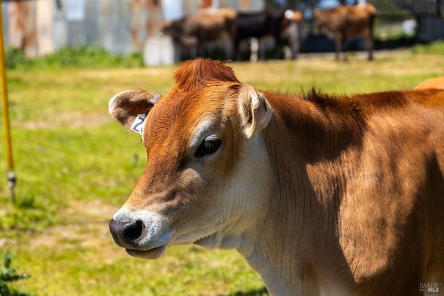 21601 S Highway 1 Hwy, Point Arena, CA 95468