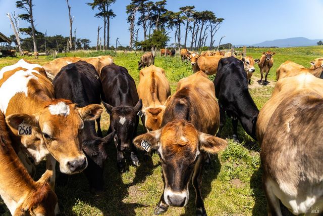 21601 S Highway 1 Hwy, Point Arena, CA 95468