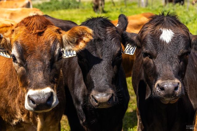 21601 S Highway 1 Hwy, Point Arena, CA 95468