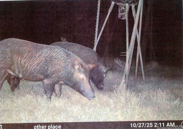 1173 Charco Rd, Tuleta, TX 78162