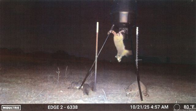 1173 Charco Rd, Tuleta, TX 78162