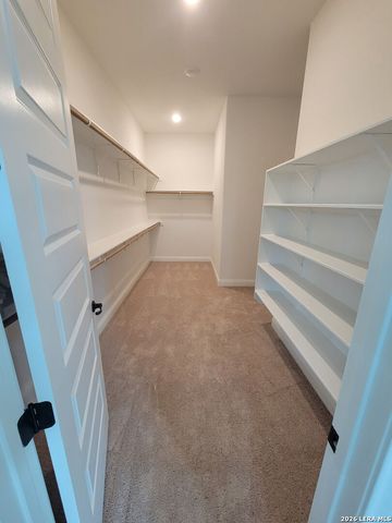10696 Chestnut Warbler, New Braunfels, TX 78132