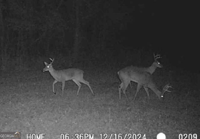 596 Arnett School Road, Sylvania, GA 30467