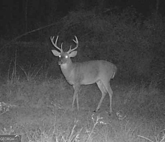 596 Arnett School Road, Sylvania, GA 30467