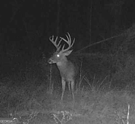 596 Arnett School Road, Sylvania, GA 30467