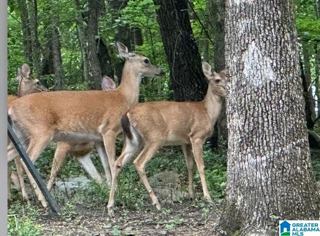 105 QUARTER HORSE LANE, Alabaster, AL 35007