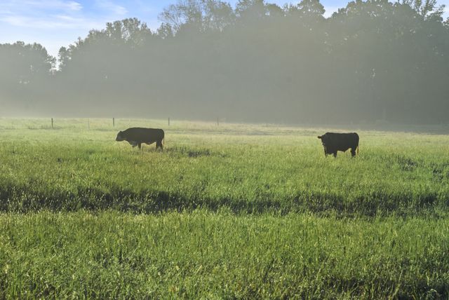 555 Williams Rd, Clarksville, TN 37043