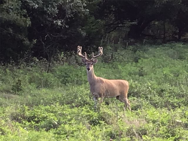 42181 Crooked Stick Drive, Whitney, TX 76692