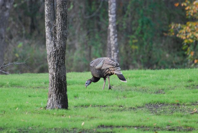 42181 Crooked Stick Drive, Whitney, TX 76692