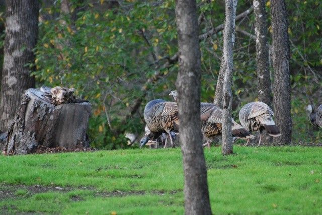 42181 Crooked Stick Drive, Whitney, TX 76692