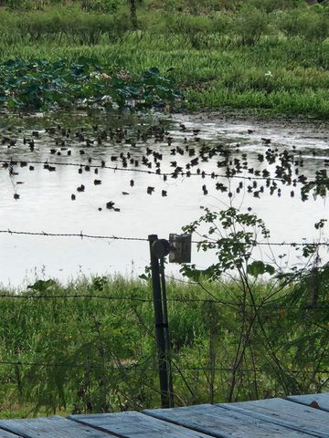 000 Hwy 90a, Sheridan, TX 77475