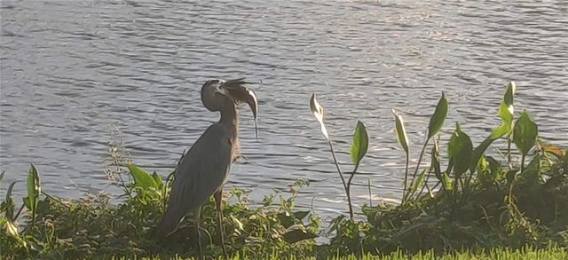 10503 PALM COVE AVENUE, Tampa, FL 33647