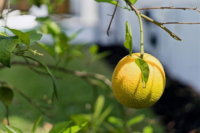 1117 KENWOOD AVENUE, Winter Park, FL 32789