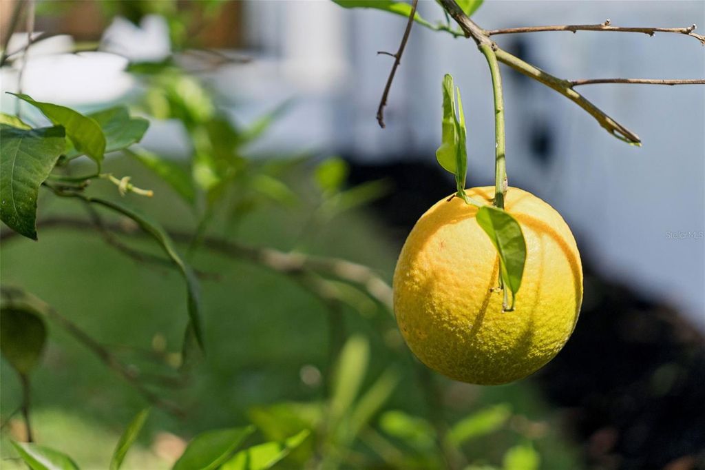 Image 44 of property listing at 1117 KENWOOD AVENUE, Winter Park, FL 32789