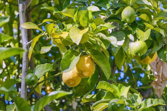 509 C St, San Rafael, CA 94901