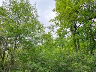 00000 Cravens Camp Rd., Silsbee, TX 77656