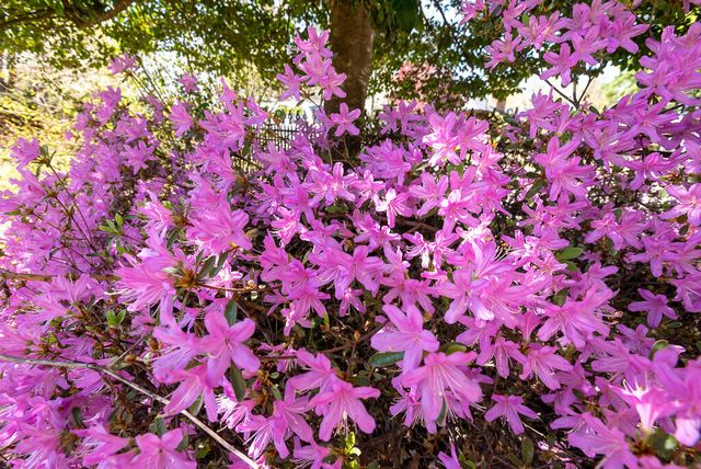 4044 S Broadway Avenue, Springfield, MO 65807