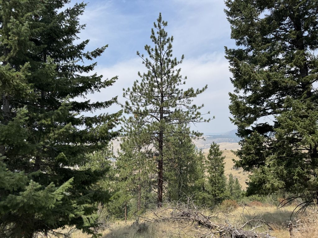 Lot 4 Yosyrian Lane, Plains, MT 59859 photo 4