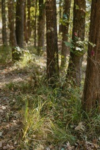 Lot 15 Private Road 5948, Yantis, TX 75497