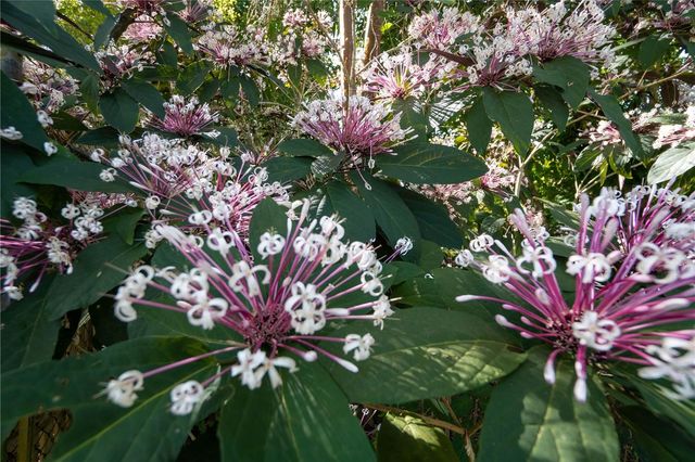 1 BARRIO JIMENEZ, Rio Grande, PR 00745