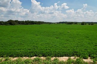 0 Judge Logue Road, Newton, AL 36352