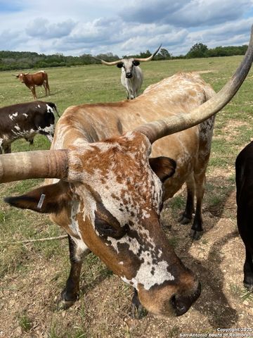 LOT 31 Shady Hollow, Blanco, TX 78606