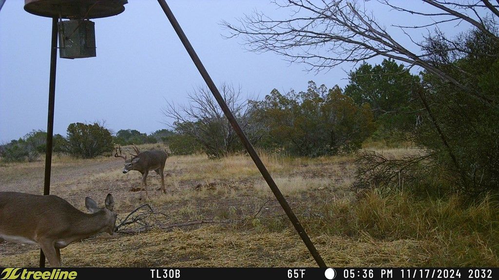 Image 17 of property listing at 1384 Cougar Trail, Ozona, TX 76943